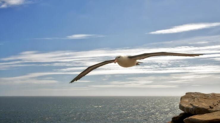 Albatroslar 'boşanıyor': Uzmanlar artışın sebebini masaya yatırdı!