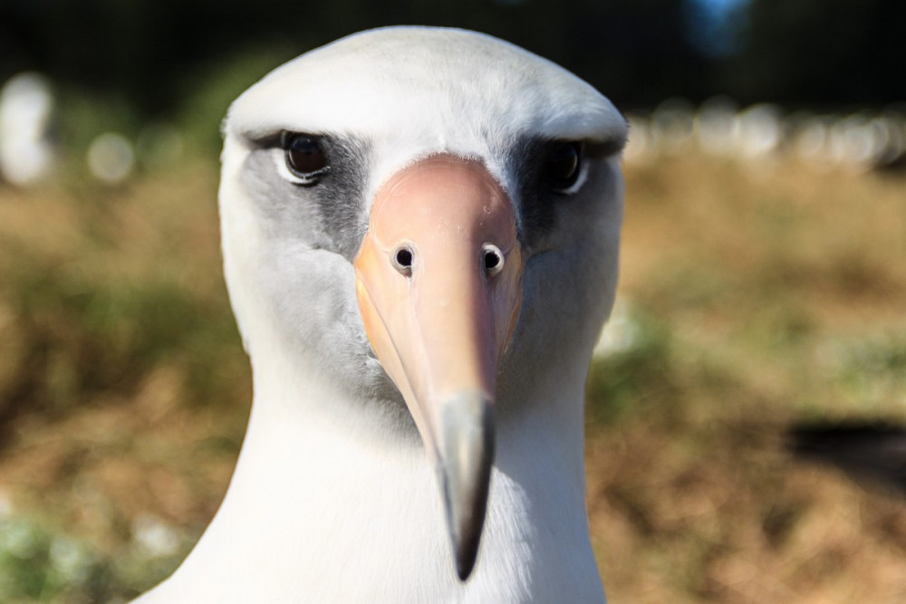 Albatroslar 'boşanıyor': Uzmanlar artışın sebebini masaya yatırdı!