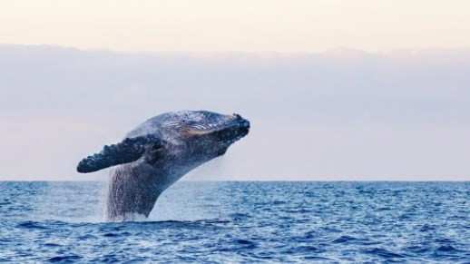 Küresel ısınmanın çözümü balinalar mı?