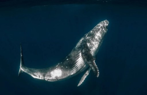Küresel ısınmanın çözümü balinalar mı?