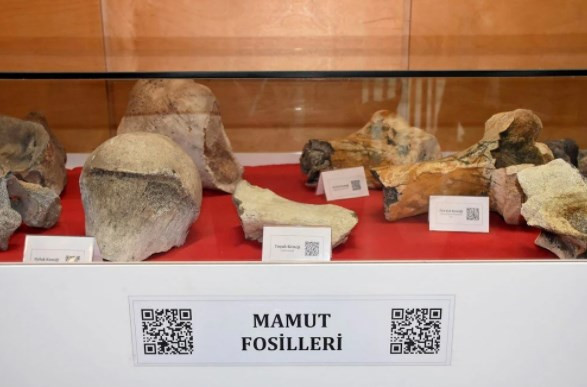 Tekirdağ'da fillerin atası olarak bilinen 28 bin yıllık mamut fosilleri sergilendi