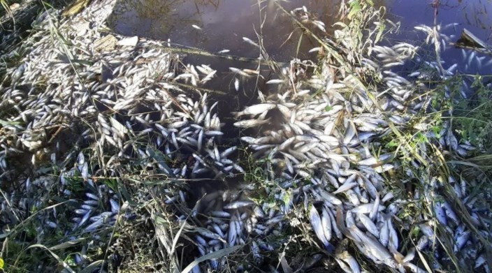 Büyük Menderes Nehri'nde atık nedeniyle binlerce balık öldü