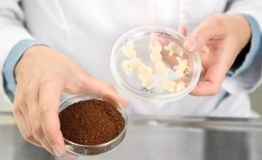 Böcek burgerden, laboratuvarda üretilen kahveye: 2030 yılına kadar menülerde yer alacaklar