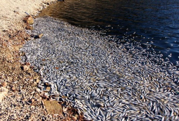 Sünnet Gölü'nde yüzlerce ölü balık kıyıya vurdu