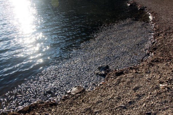Sünnet Gölü'nde yüzlerce ölü balık kıyıya vurdu