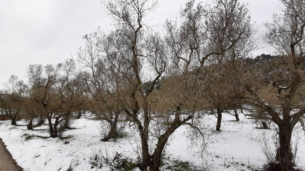 Yalancı bahara aldanan zeytin ağaçları, don nedeniyle yandı