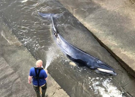 Thames nehrine giren balina için kurtarma operasyonu