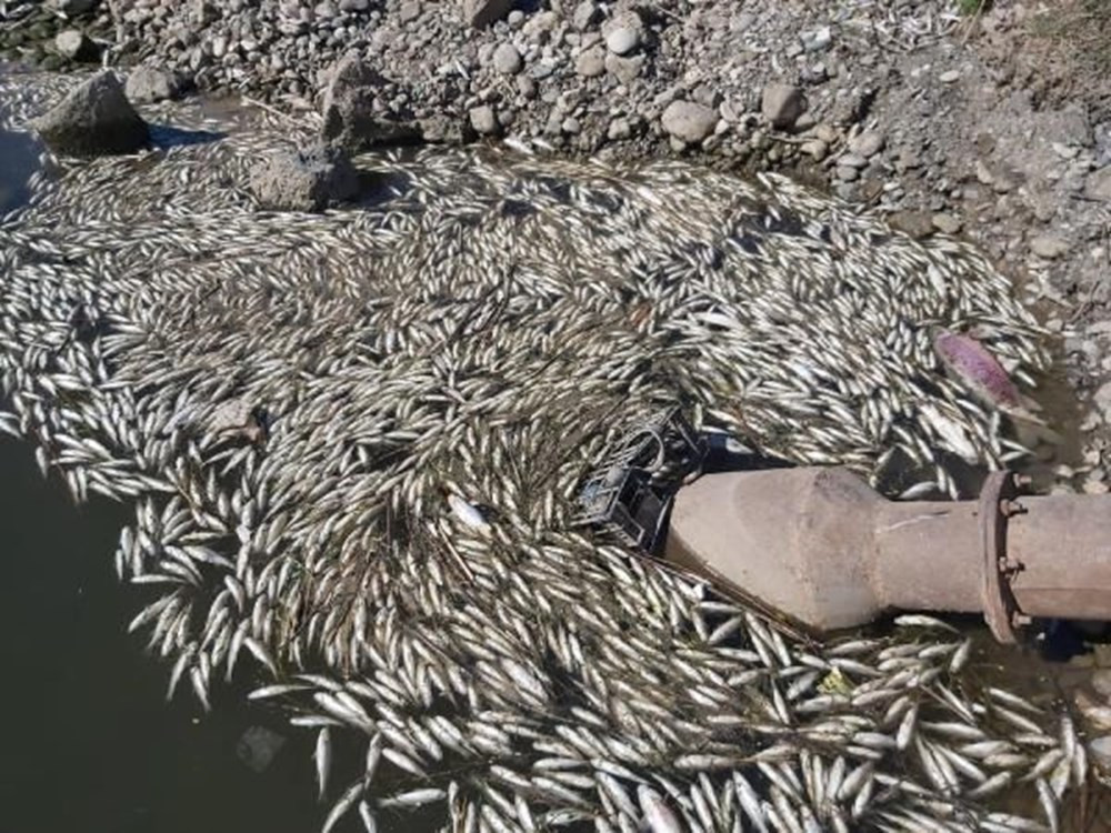 Toplu balık ölümlerinin nedeni belli oldu