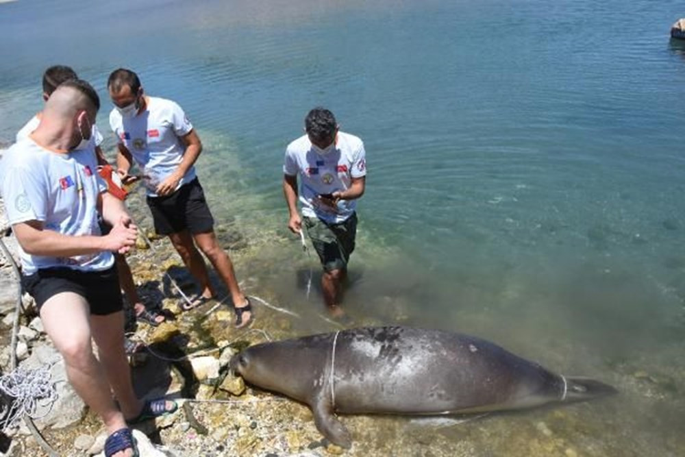 Nesli tükenmekte olan fok ölü bulundu: Balon balığı yemiş olabilir
