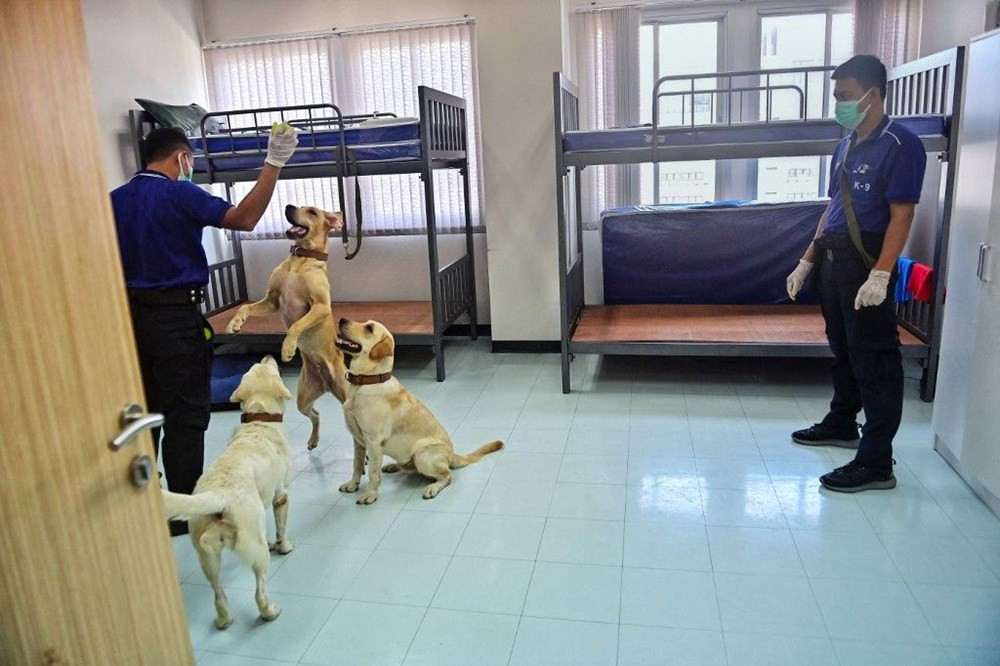 Köpekler korona vakalarını yüzde 97 oranında doğru tespit ediyor