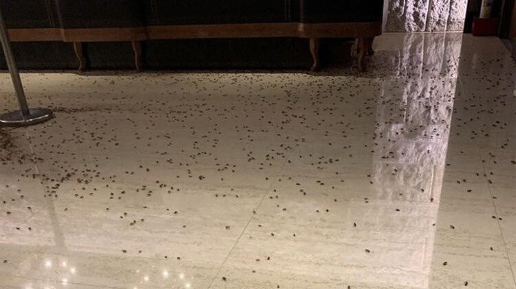 Tayvan'da bir restorana hamam böcekli saldırı!