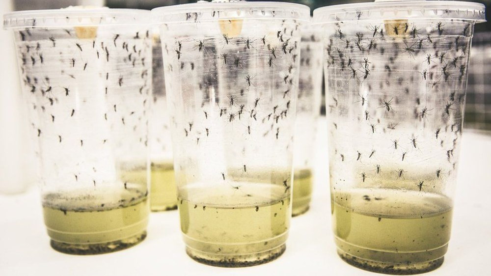 “Mucizevi” sivrisinek yöntemi her yıl milyonlarca kişiyi enfekte eden salgına karşı çığır açacak