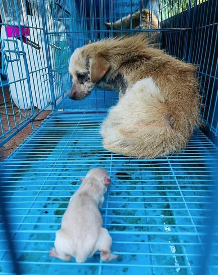 Köpekler aktivistler tarafından kurtarıldı! Hepsini yiyeceklerdi...