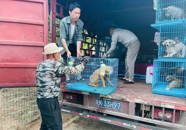 Köpekler aktivistler tarafından kurtarıldı! Hepsini yiyeceklerdi...