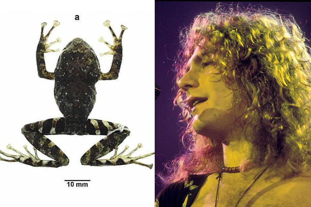 Ekvador'da yeni keşfedilen kurbağa türüne rock grubu Led Zeppelin'in adı verildi