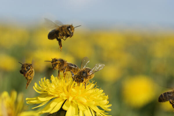 Güney Afrika'da arılar arasında yeni hastalık!