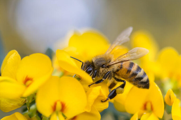 Güney Afrika'da arılar arasında yeni hastalık!