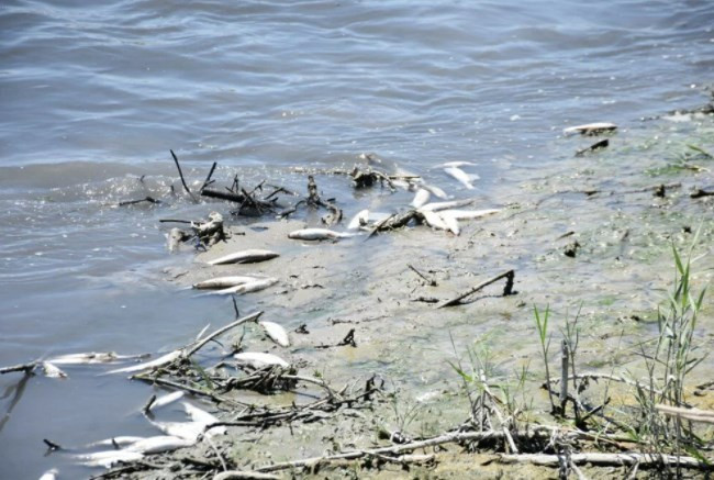 Karakaya Barajı'nda toplu balık ölümleri