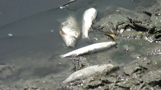 Karakaya Barajı'nda toplu balık ölümleri