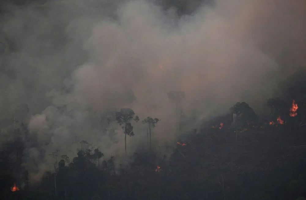 Amazon ormanlarında 14 yıl sonra en büyük kayıp!