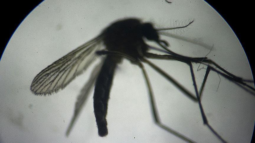 İstanbul'da sivrisinek kabusu: Nasıl korunabiliriz?