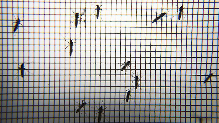 İstanbul'da sivrisinek kabusu: Nasıl korunabiliriz?