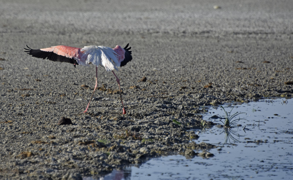 Flamingolar 1-2 yıl içinde başka yöne gidebilirler
