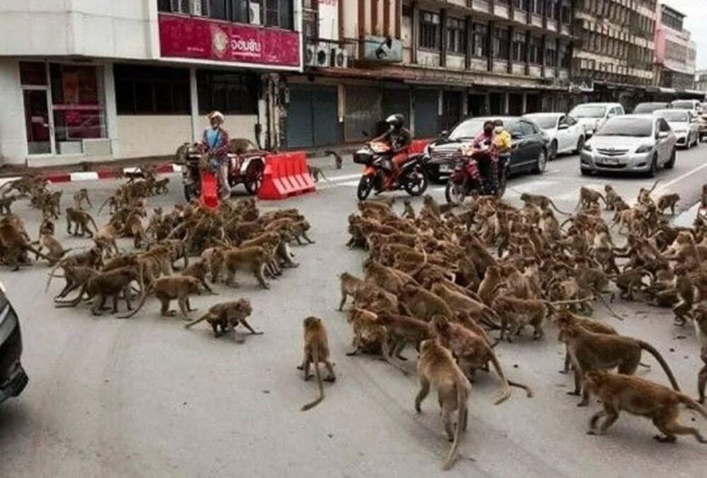Maymunlar cehennemi! Şehir merkezini işgal ettiler...