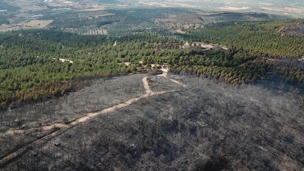 Foça'daki yangında 30 hektar ormanlık alan zarar gördü!