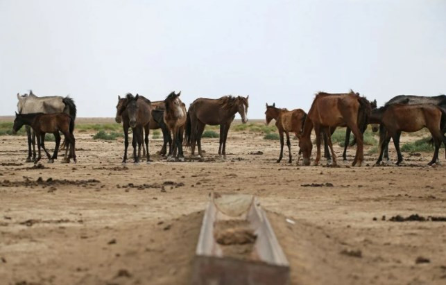 İklim değişikliğinin vurduğu Kazakistan'da binlerce hayvan öldü