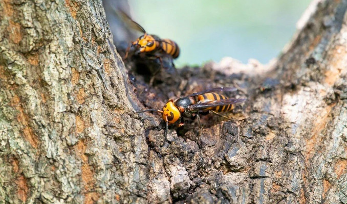 ABD'de kabus bitmedi: Katil eşek arıları geri döndü!