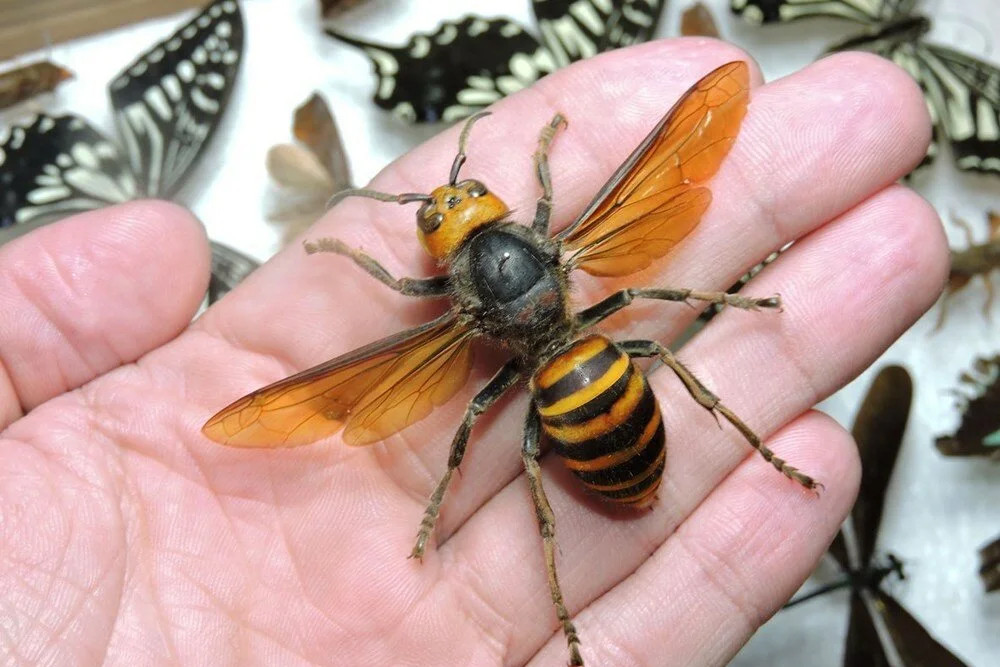 ABD'de kabus bitmedi: Katil eşek arıları geri döndü!