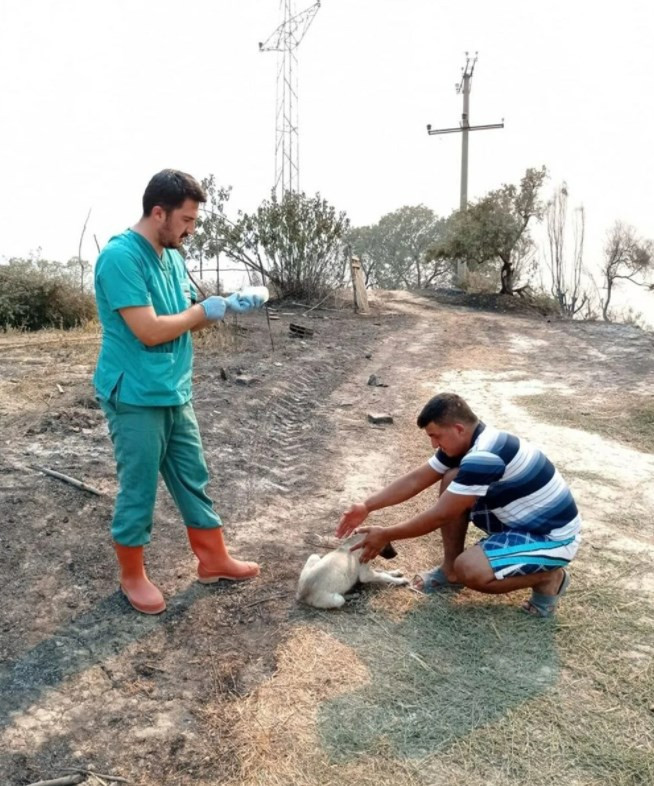 Manavgat'taki yangından etkilenen hayvanlar için seferberlik
