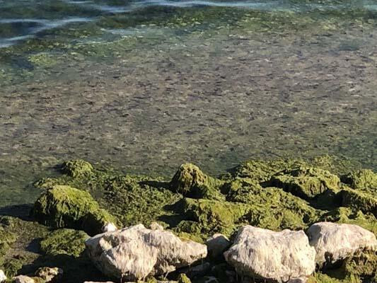 Türkiye'nin en büyük göllerinden... Suyun rengi yeşile döndü!