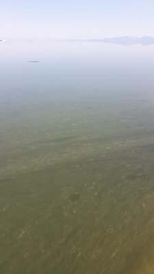 Türkiye'nin en büyük göllerinden... Suyun rengi yeşile döndü!