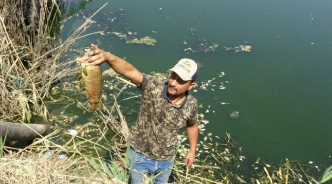 Menderes Nehri'nde binlerce ölü balık