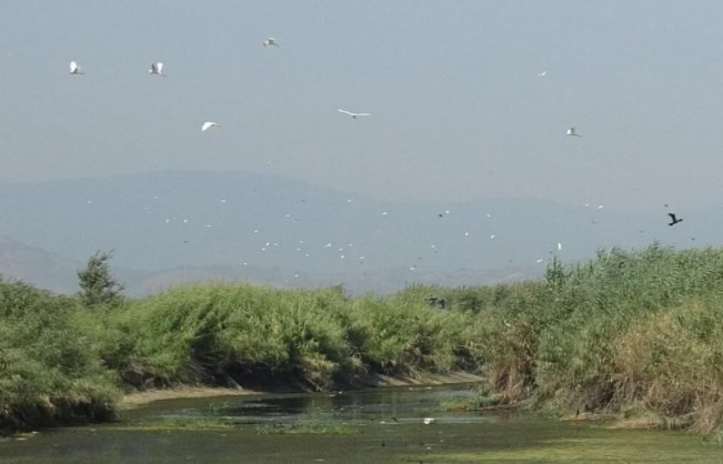 Menderes Nehri'nde binlerce ölü balık