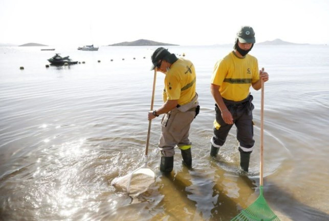 İspanya'nın Mar Menor kıyılarında tonlarca balık öldü