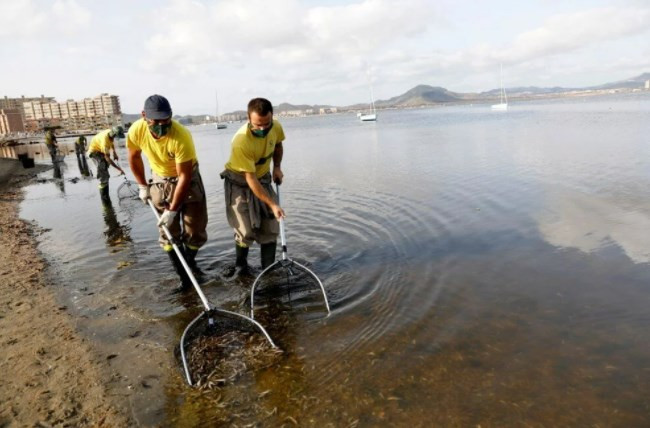 İspanya'nın Mar Menor kıyılarında tonlarca balık öldü