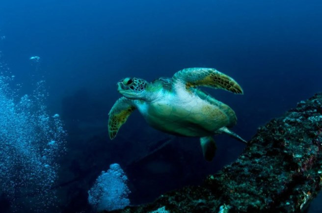 Yüzyılın sonunda okyanusların yüzde 95'i yaşama elverişli olmayacak