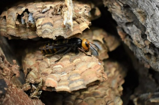 ABD'de 2021’in ilk katil eşek arısı yuvası yok edildi