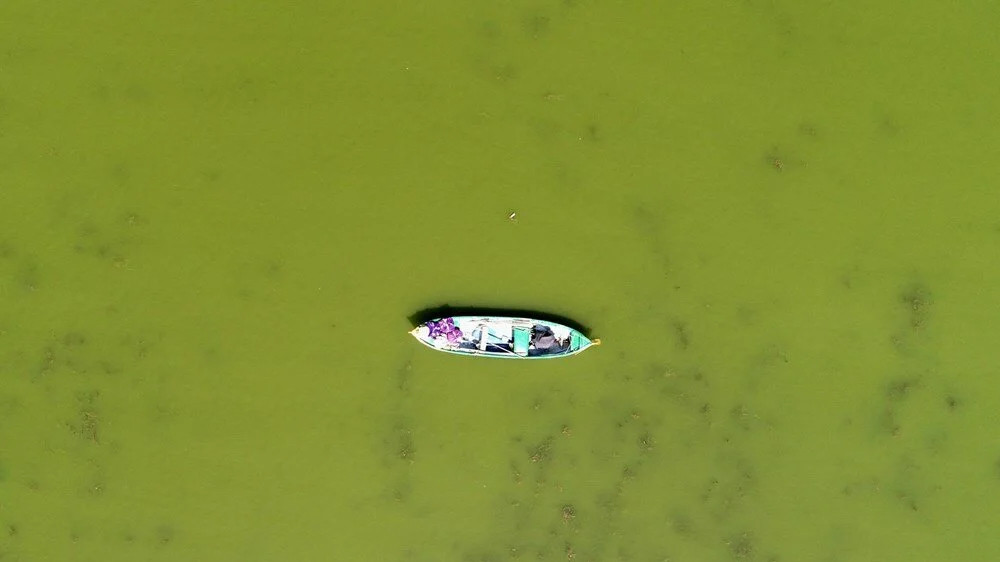 Uluabat Gölü, yeşile büründü!