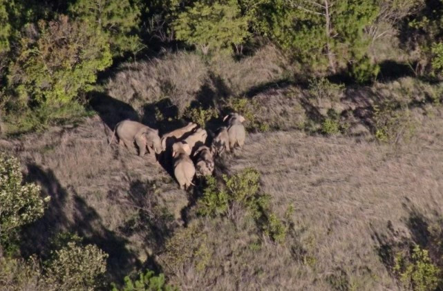 Çin'in gezgin fil sürüsü 17 ay sonra doğal yaşam alanına geri dönüyor