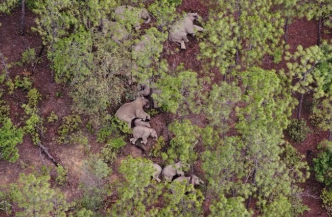 Çin'in gezgin fil sürüsü 17 ay sonra doğal yaşam alanına geri dönüyor