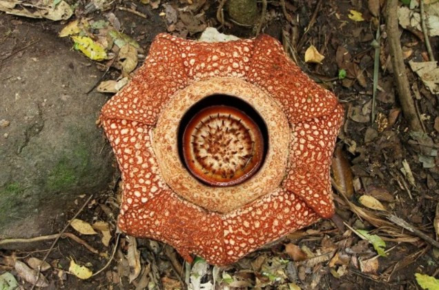 Dünyanın en büyüğü: Endonezya’da ceset çiçeği açtı