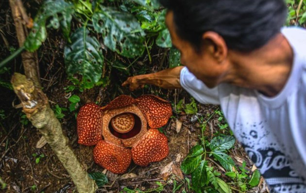 Dünyanın en büyüğü: Endonezya’da ceset çiçeği açtı