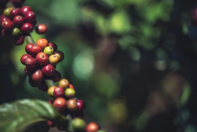 Kahve tiryakilerine iklim değişikliği uyarısı: Yüzde 60’ı tükeniyor