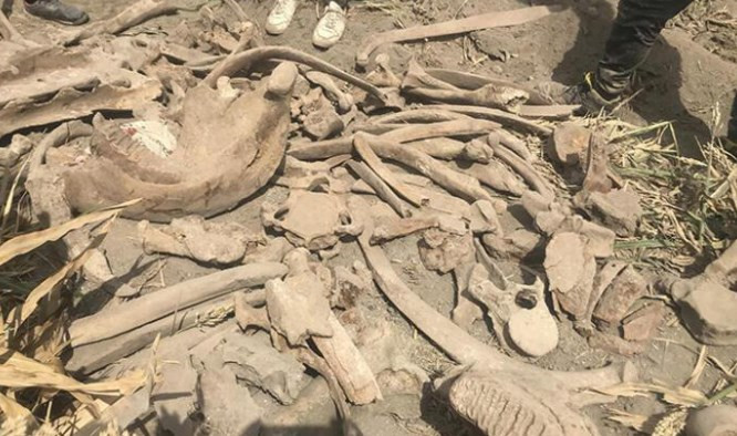 Kahramanmaraş'ta fil fosili bulundu!