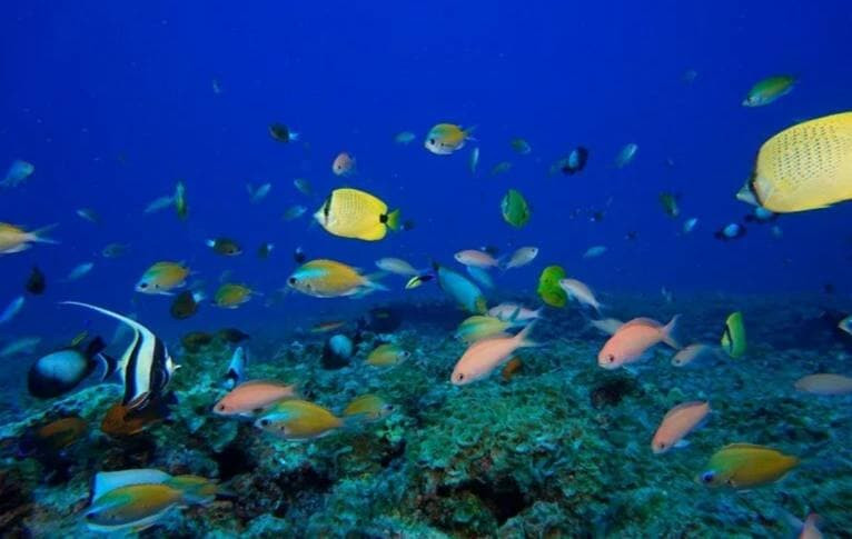 Mercan resifleri yok oluyor