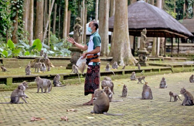 Maymunlar, turistler olmayınca Bali'de evleri yağmaladı